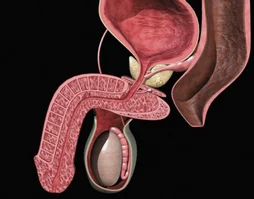 Metodi di trattamento della prostatite